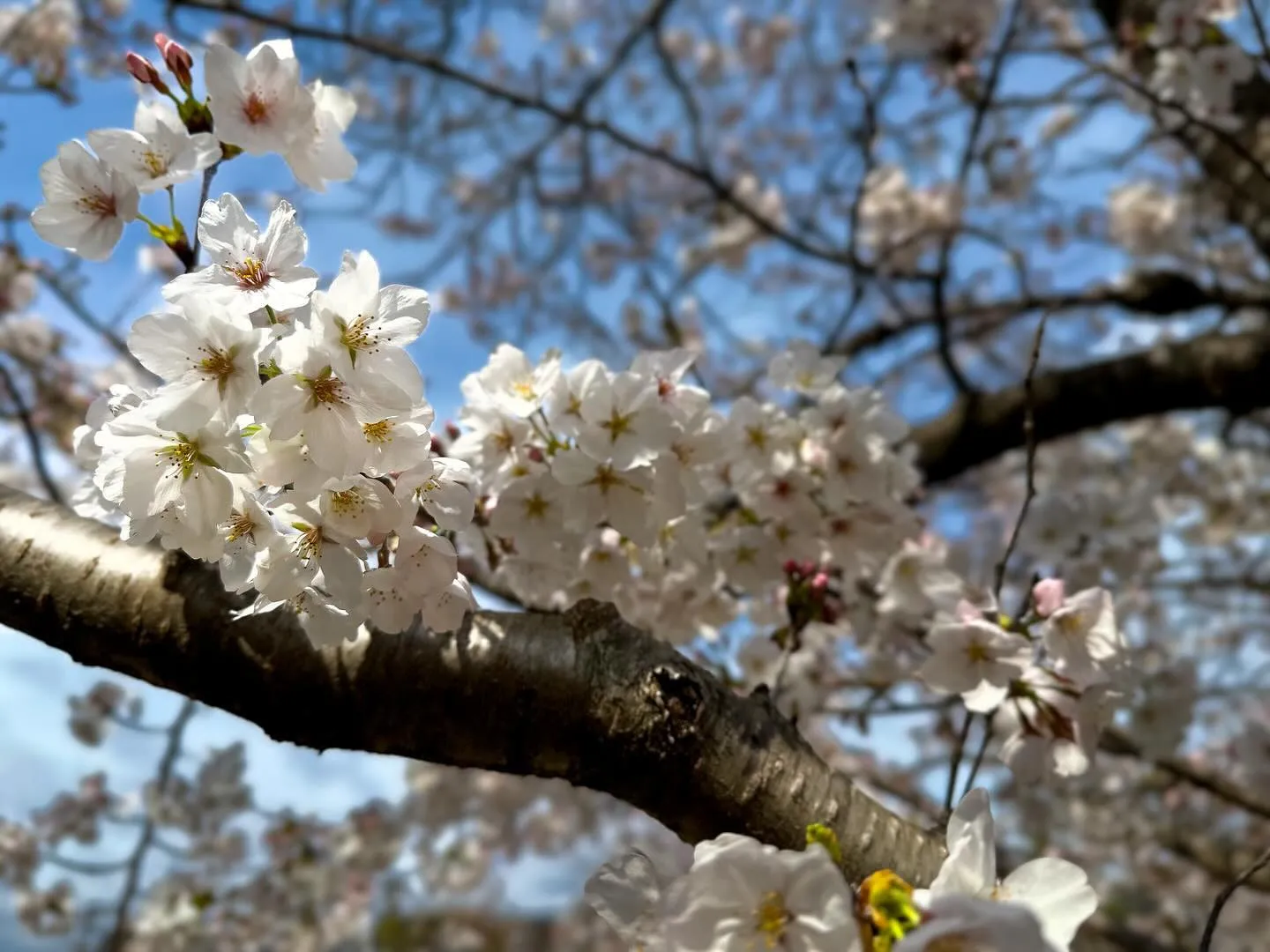 【桜】 京の桜最盛期、到来！